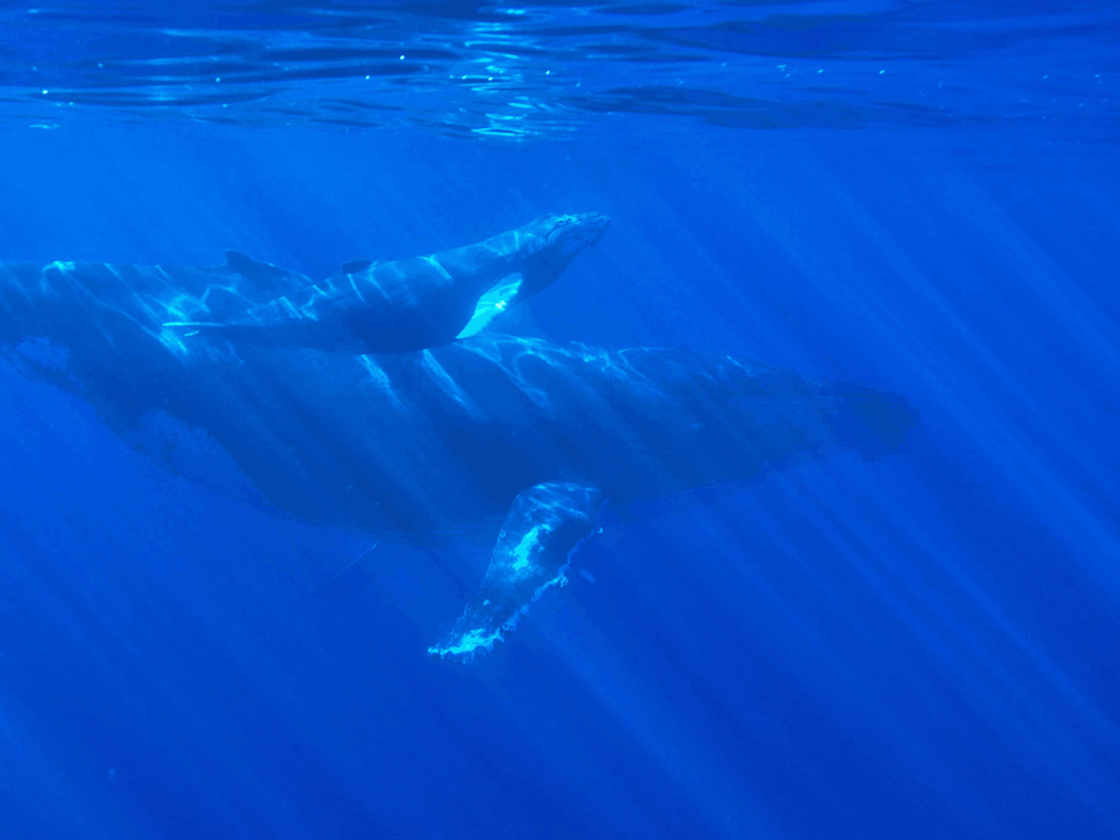 Chants de Baleines